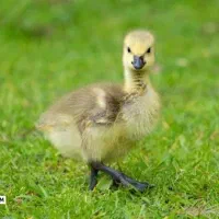 بچه غاز پنج روزه