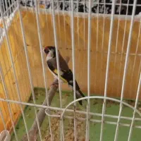 سره نر|پرنده|برخوار, |دیوار