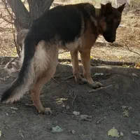 جهت معاوزه|سگ|کرمانشاه, |دیوار