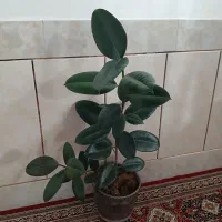 گل فیکوس زیبا|گل و گیاه طبیعی|شهرکرد, |دیوار