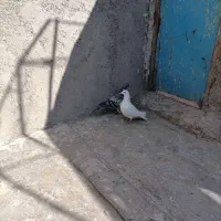 کبوتر غریب گیری|حیوانات|قزوین, |دیوار