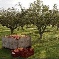 باغشهرهمایجان1000مترسهمیه آب چاه عمیق برق