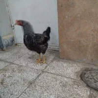 جوجه‌خروس