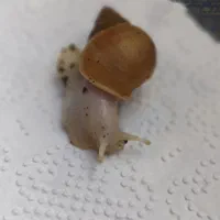 حلزون آفریقای