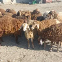 بره فروشی اوتتاخ|حیوانات مزرعه|اصلاندوز, |دیوار