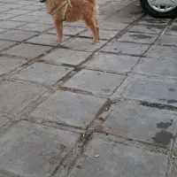 سگ پامر خرسی جنسیت نر|سگ|کرمانشاه, |دیوار