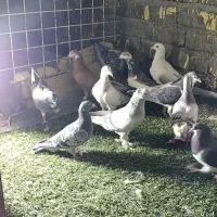 دس کفتری هم بو هوای 18تای|پرنده|شیراز, سعدیه جنوبی|دیوار