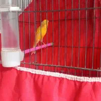 قناری نر داره ریزخونی