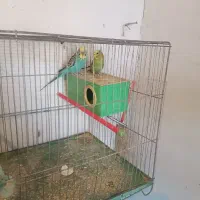 یک‌جفت‌کوتوله‌ودوجفت‌مرغ‌عشق‌مولد|پرنده|آذرشهر, |دیوار