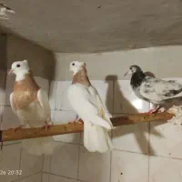 چهاره عدد کفتر طوقی و سوسکی