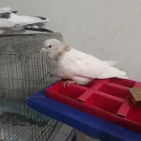 دوجفت پاکستانی عطیقه|پرنده|سراوان, |دیوار