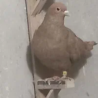 زرد ماده کرمانی