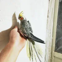 جوجه عروس هلندی دون خور