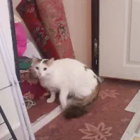 وگذاری گربه نژاد دار - رایگان|گربه|زنجان, |دیوار