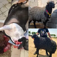 فروش بره نر درجه یک تقلی تمام مراسم|حیوانات مزرعه|تهران, میدان ولیعصر|دیوار