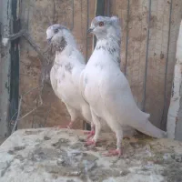 کفتر خوب تهرانی|پرنده|بوئین زهرا, |دیوار