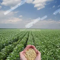 زمین جنوبی کوچه۱۲متری(دو قواره به خیابان اصلی)