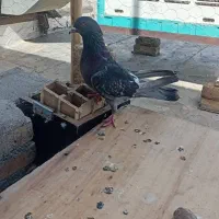 کبوتر دونه ای 150