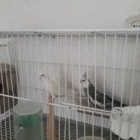 عروس هلندی مولد