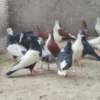 ۳۰عدد رنگی|پرنده|بیرجند, |دیوار