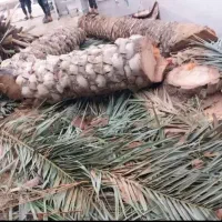 بریدن نخل ، حرس نخل ،سمپاشی ،نخل در آوردن ریش نخل