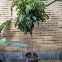 پیله موا، بنجامین امستل کینگ|گل و گیاه طبیعی|شیراز, شهرک والفجر|دیوار