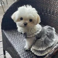 واگذاری مینو خانم