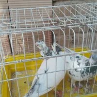 کفر|پرنده|بم, |دیوار
