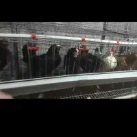 مرغ محلی تخم گذار