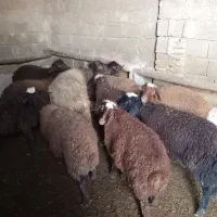 بره نر