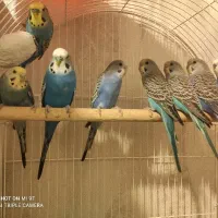مرغ عشق  انگلیسی