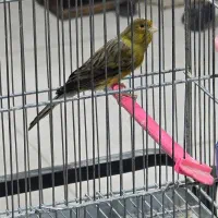 سهره.سهره قناری.قناری .گلبسر.|پرنده|اراک, |دیوار