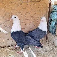 کبوتر.کله سفید جفتی|پرنده|مه ولات, |دیوار