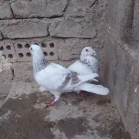 سار بزک طوقی جوجه