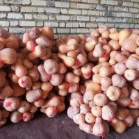 کدو حلوایی طارم