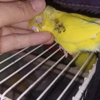 دو عدد مرغ عشق نر|پرنده|خرمشهر, |دیوار