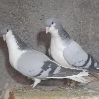 فروش کبوتر|پرنده|ضیاء آباد, |دیوار