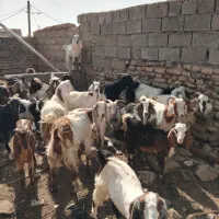 ۱۸عددبزدورگه۱۵۰ملیون|حیوانات مزرعه|امیدیه, |دیوار