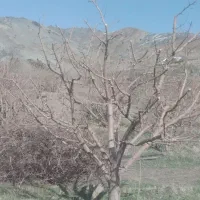 باغبانی تخصصی|خدمات باغبانی و درختکاری|طرقبه, |دیوار