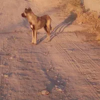 سگ سرابی اصیل|سگ|مهربان, |دیوار