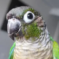 پرنده زینتی|پرنده|اهواز, کیانپارس |دیوار