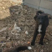 سگ قدرجونی گله|سگ|شهرضا, |دیوار