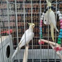 جفت عروس هلندی لوتینو|پرنده|نجف‌آباد, شریعتی غربی|دیوار