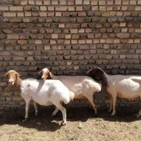 میش تخمی گوشتی پرواری قصابی