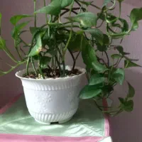 گل پتوس با گلدان