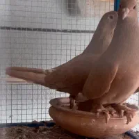 زرد دم سفید و کلاغ کوگ