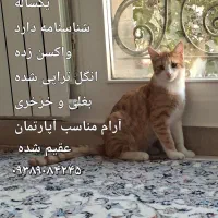 واگذاری گربه