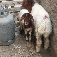 بره نر و ماده جو خوار