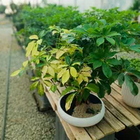 بن سای|گل و گیاه طبیعی|تهران, تجریش|دیوار