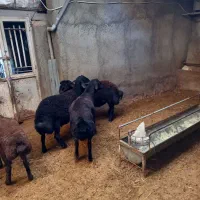 بره قوچ هترو قزل